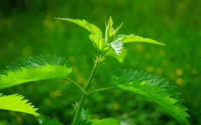 7 Lessons Taught by Stinging Nettles – refreshing some ‘burning’ lessons